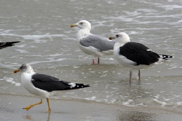 Great Black-backed Gull - ML43652111