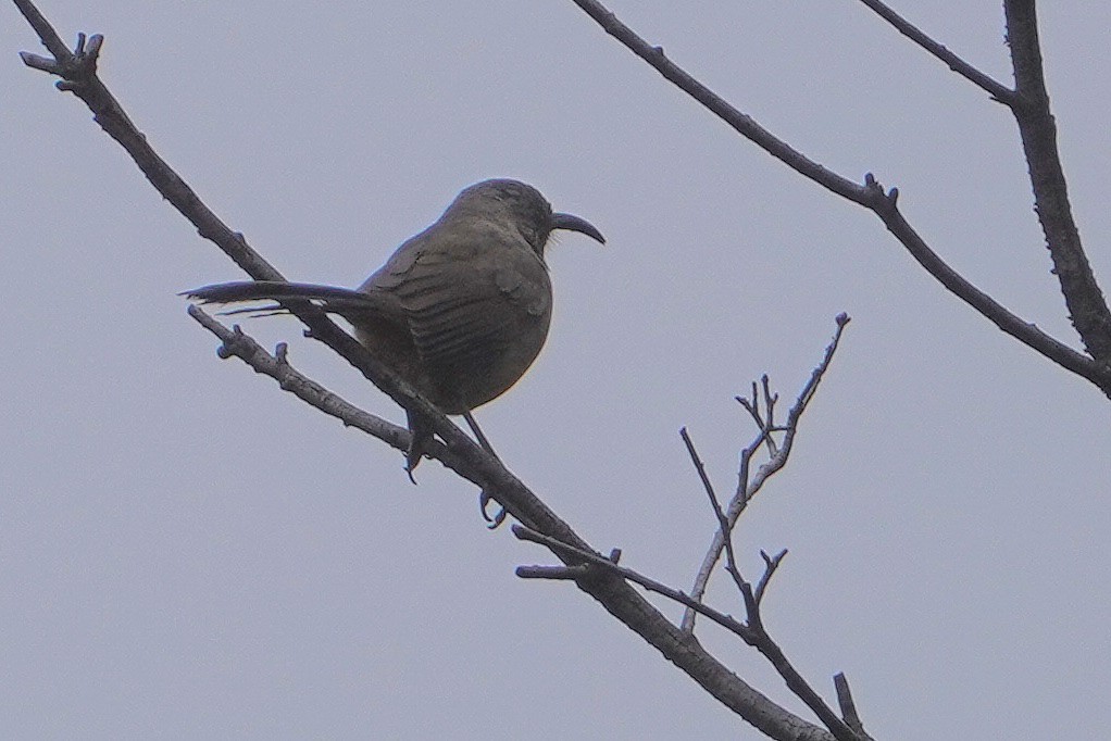 Калифорнийский пересмешник - ML436521841