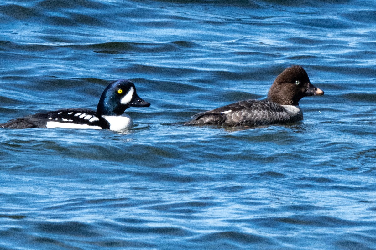 Barrow's Goldeneye - James Hoagland