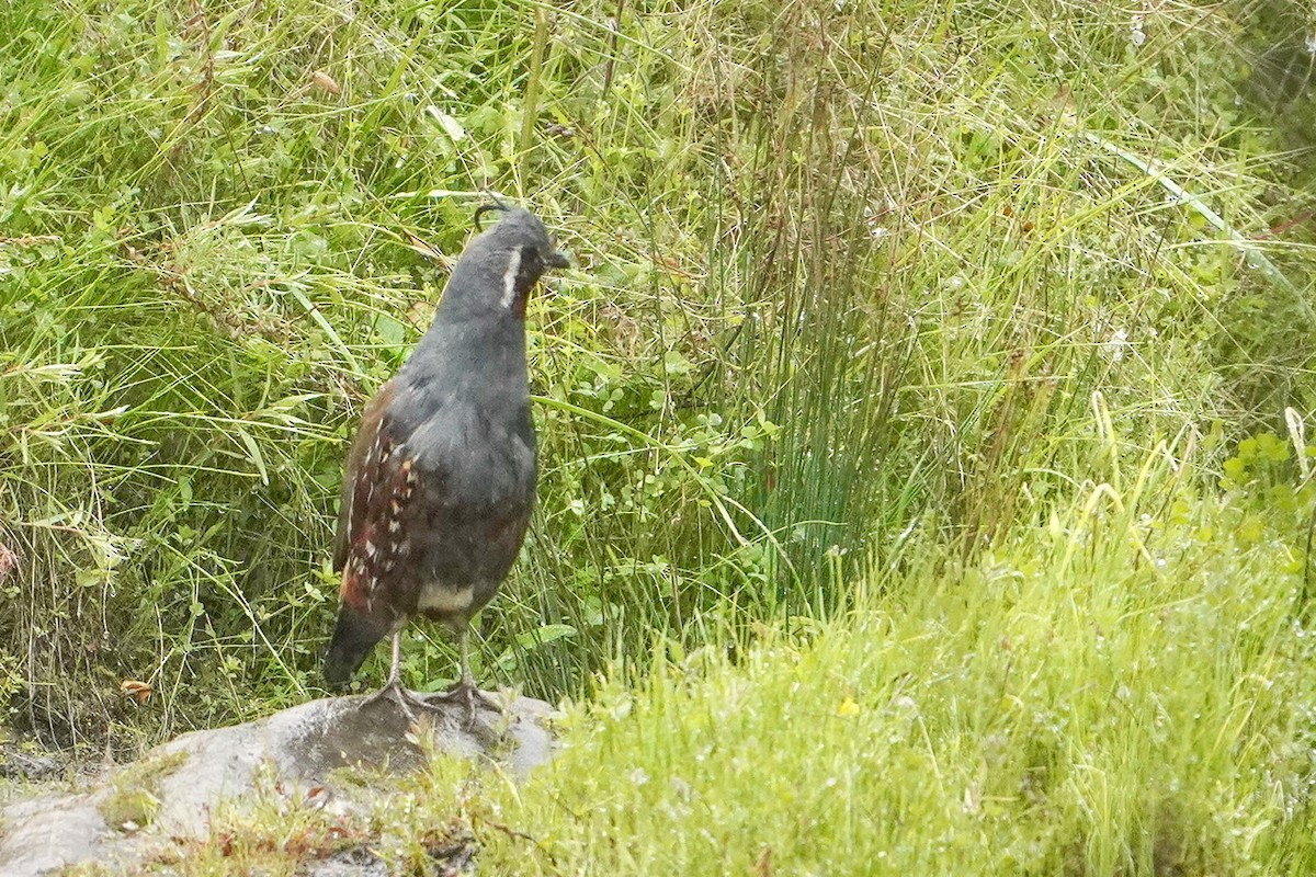 Mountain Quail - ML436524291