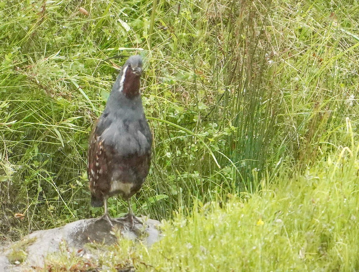 Mountain Quail - ML436524311