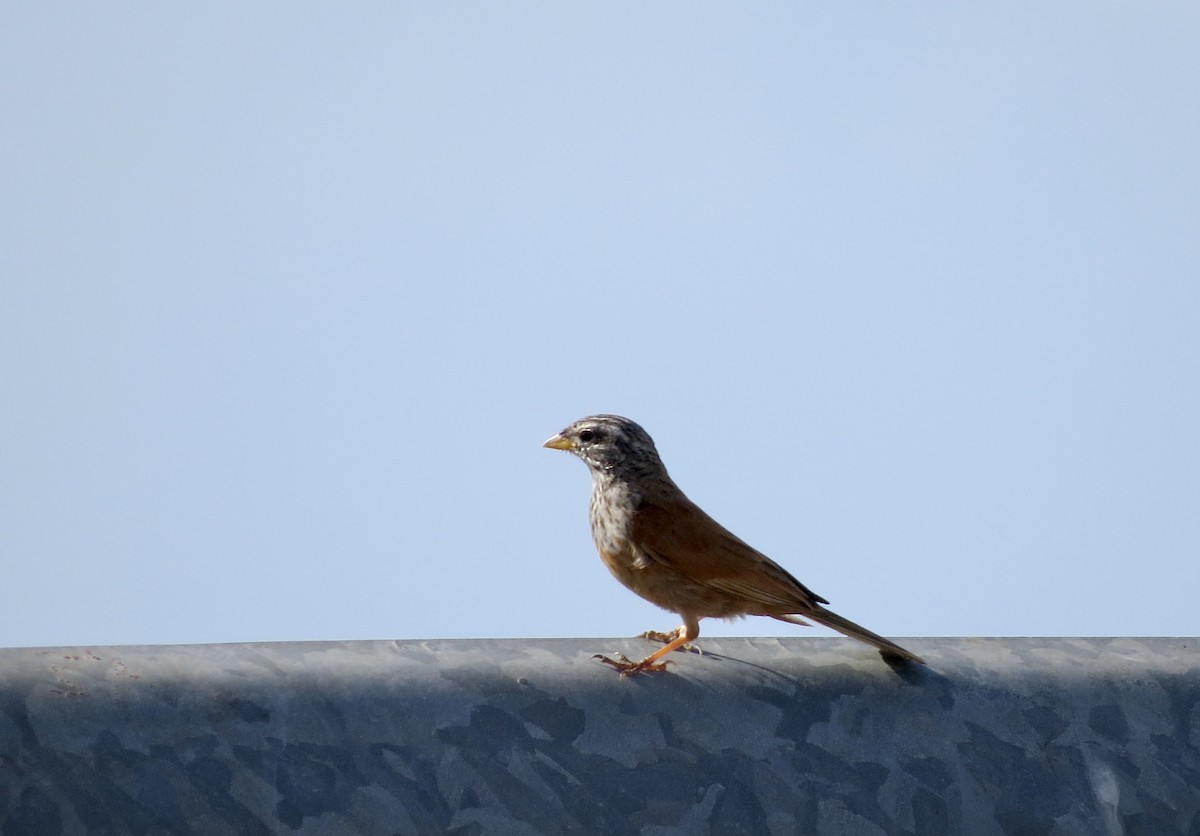 House Bunting - ML436524681