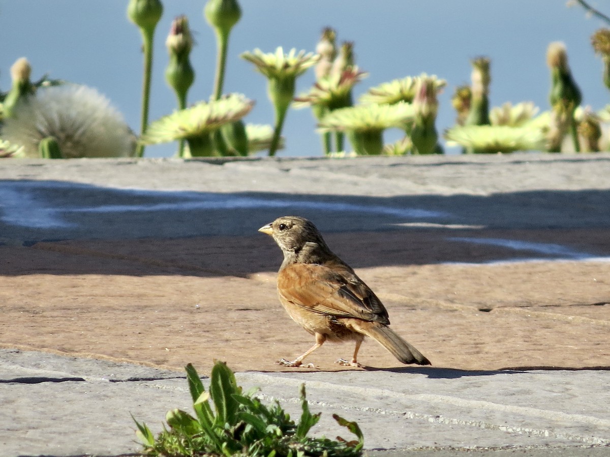 House Bunting - ML436524711