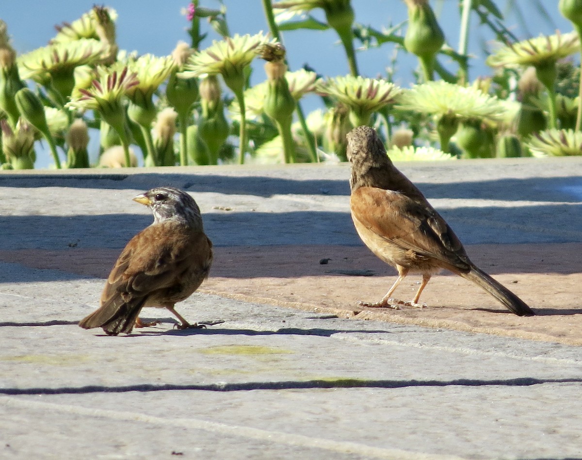 House Bunting - ML436524741