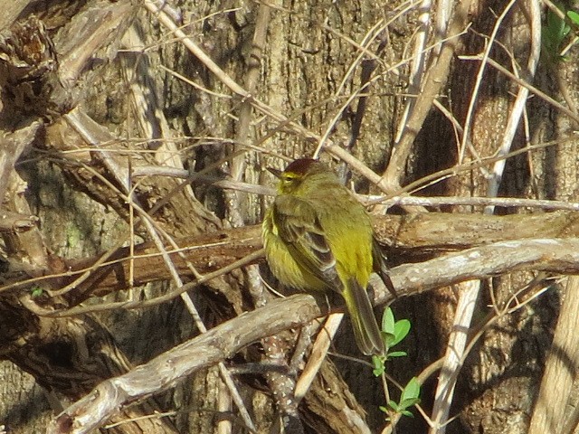 Palm Warbler - Michael Doyle