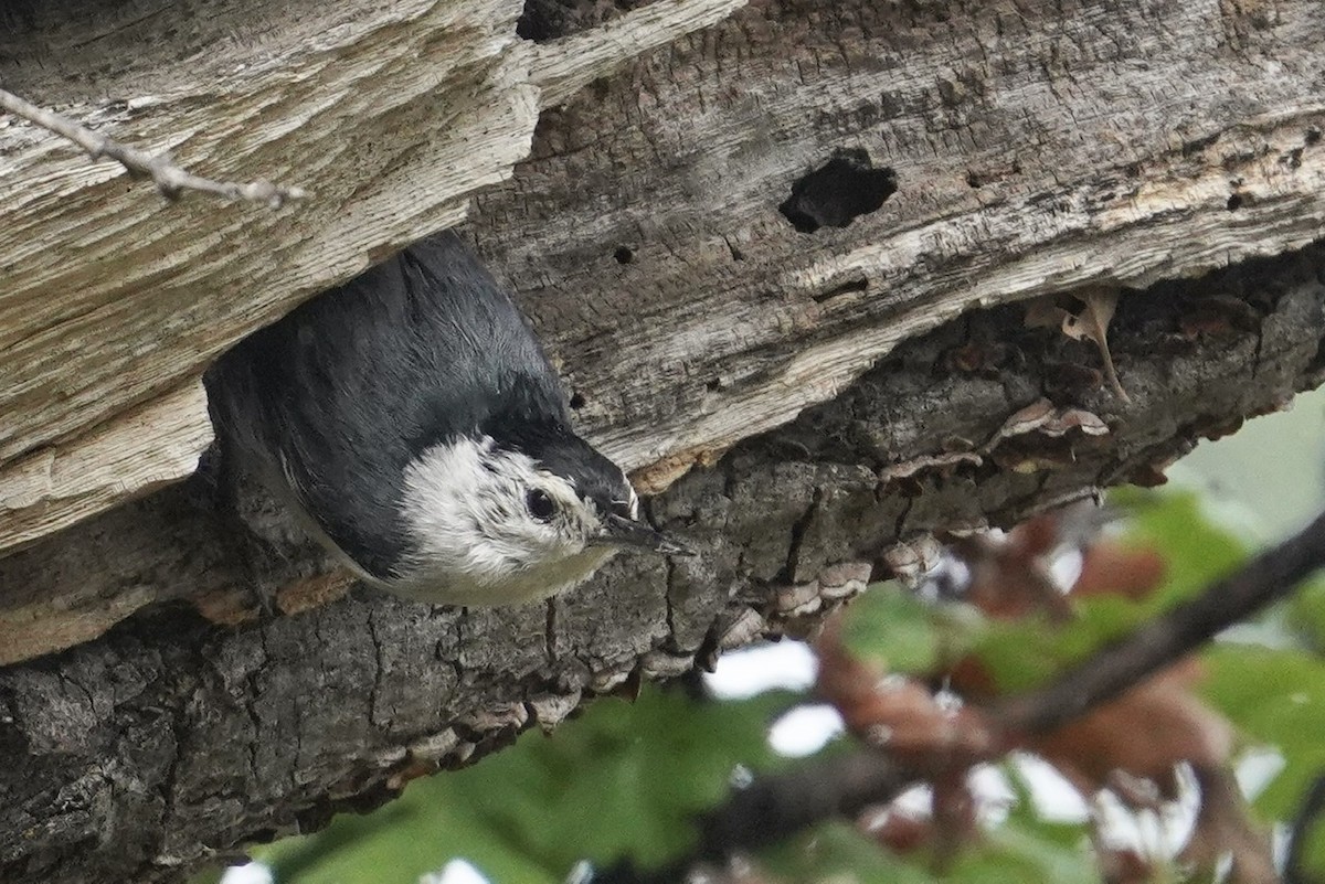 White-breasted Nuthatch - ML436525301