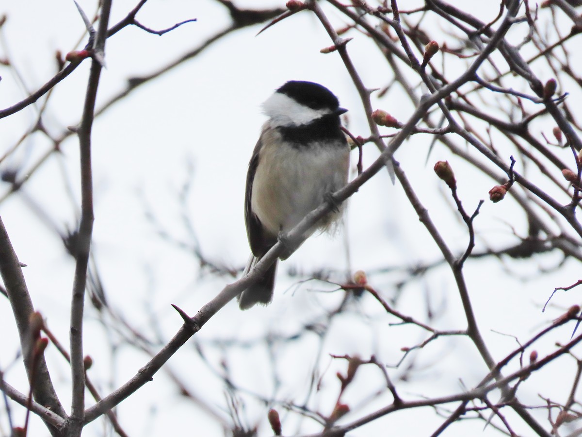 Mésange à tête noire - ML436525471