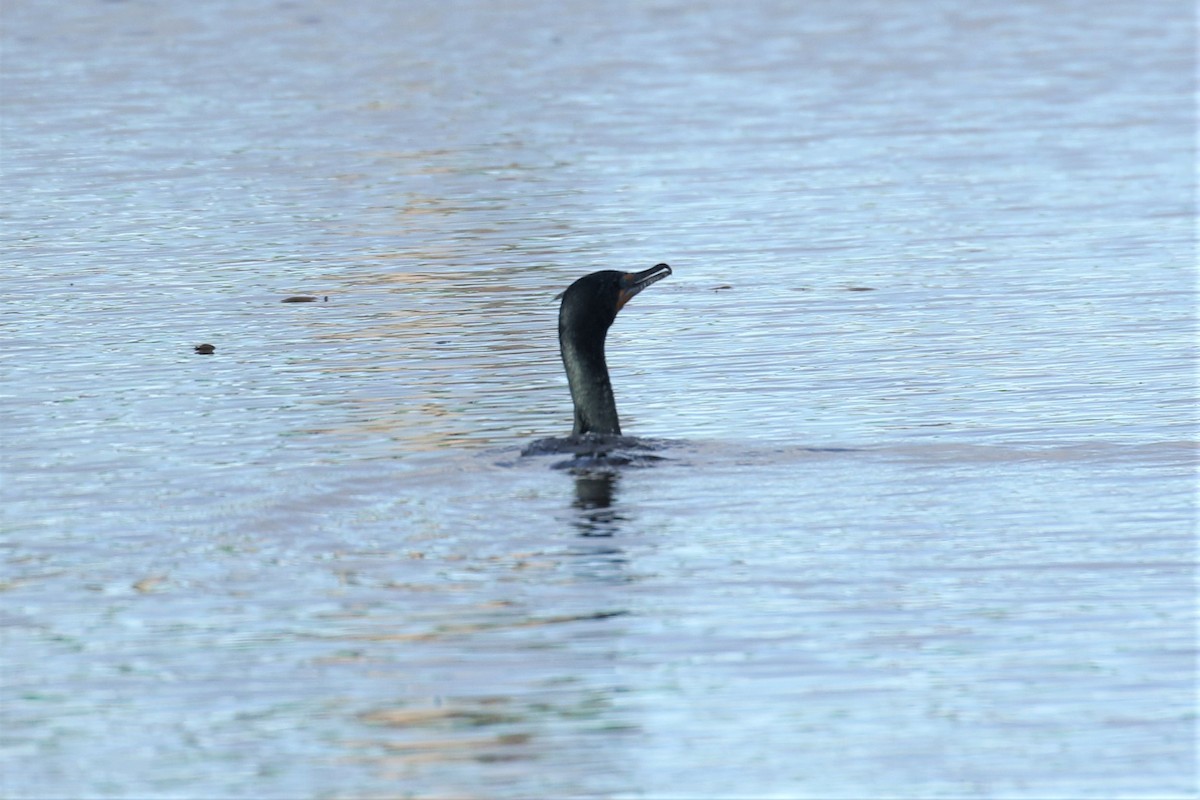 Double-crested Cormorant - ML436526261