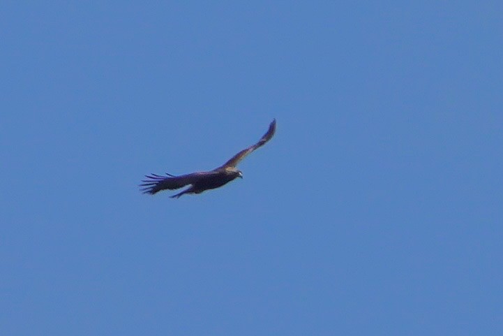 Golden Eagle - ML436527561