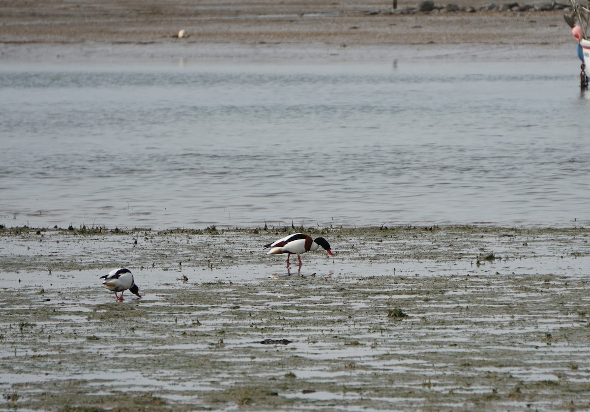 Анхидал ангир - ML436527601