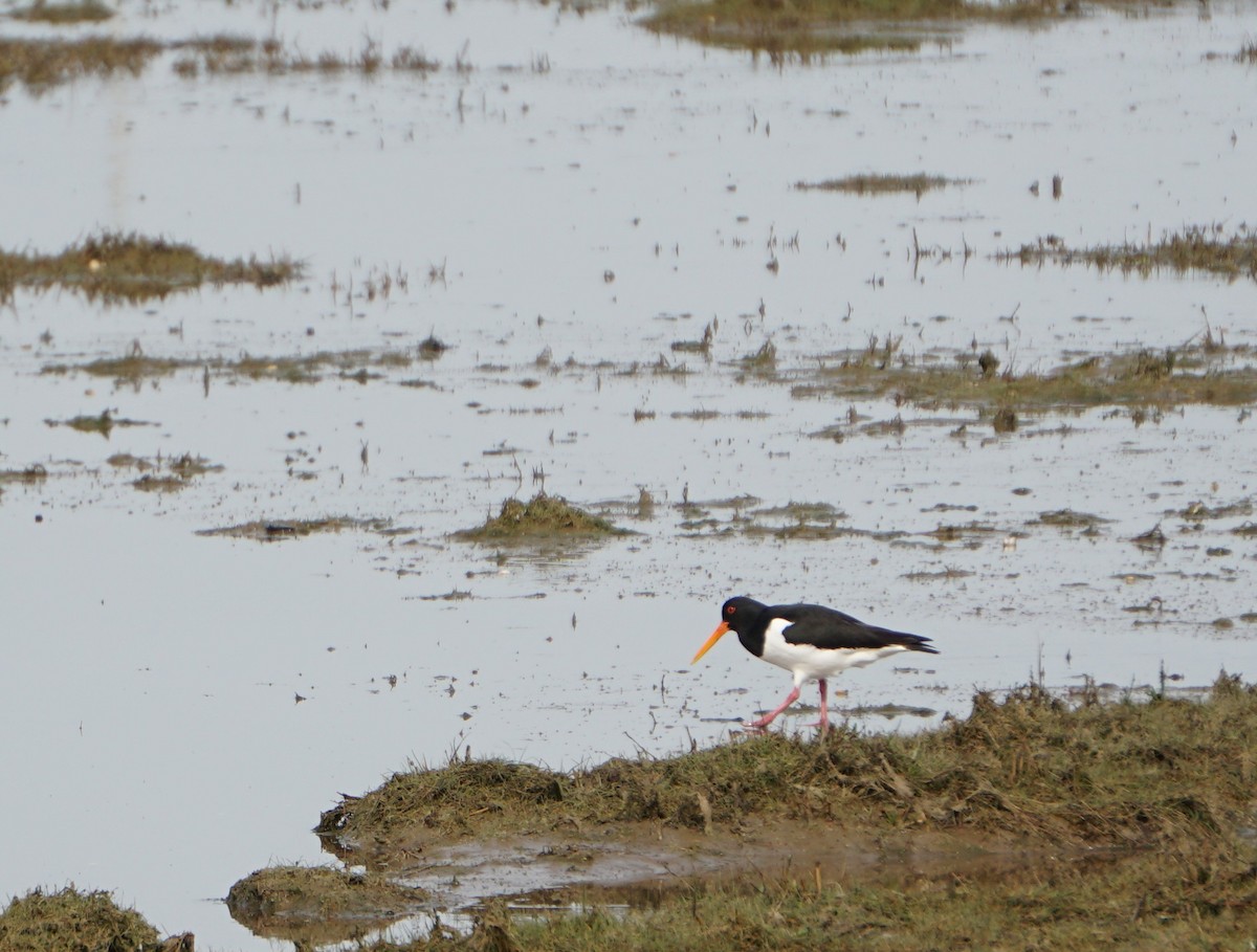 Алаг хясаач - ML436527671