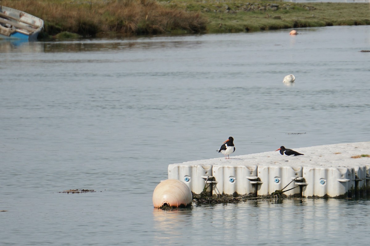 Алаг хясаач - ML436527681