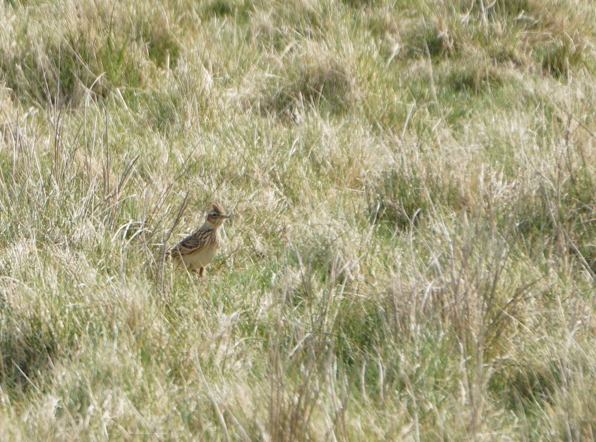 Боролзой болжмор - ML436527751