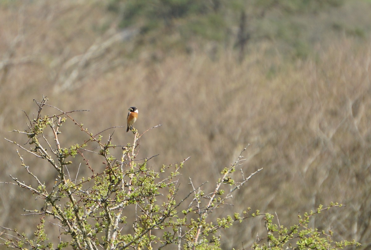 European Stonechat - ML436527841