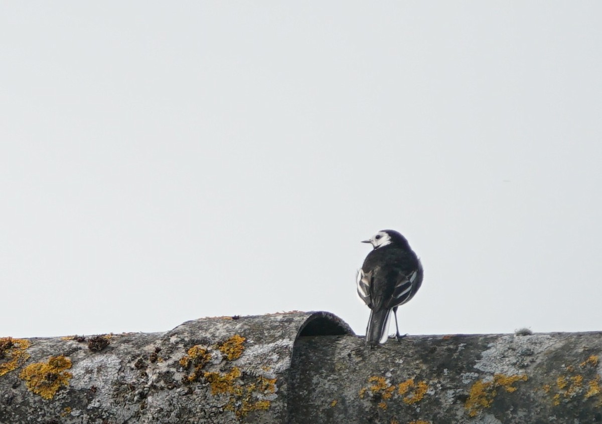 Хөх цэгцгий - ML436527941