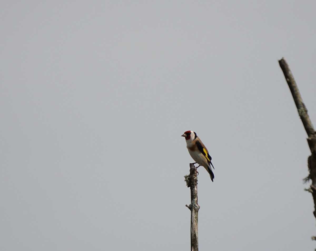 Бор бужирга - ML436528001