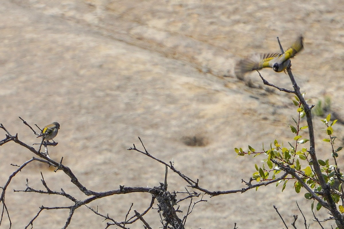 Lawrence's Goldfinch - ML436528381