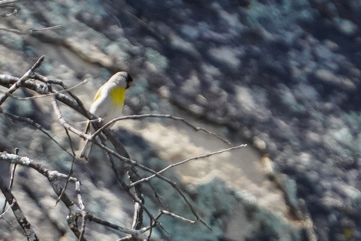 Lawrence's Goldfinch - ML436528391