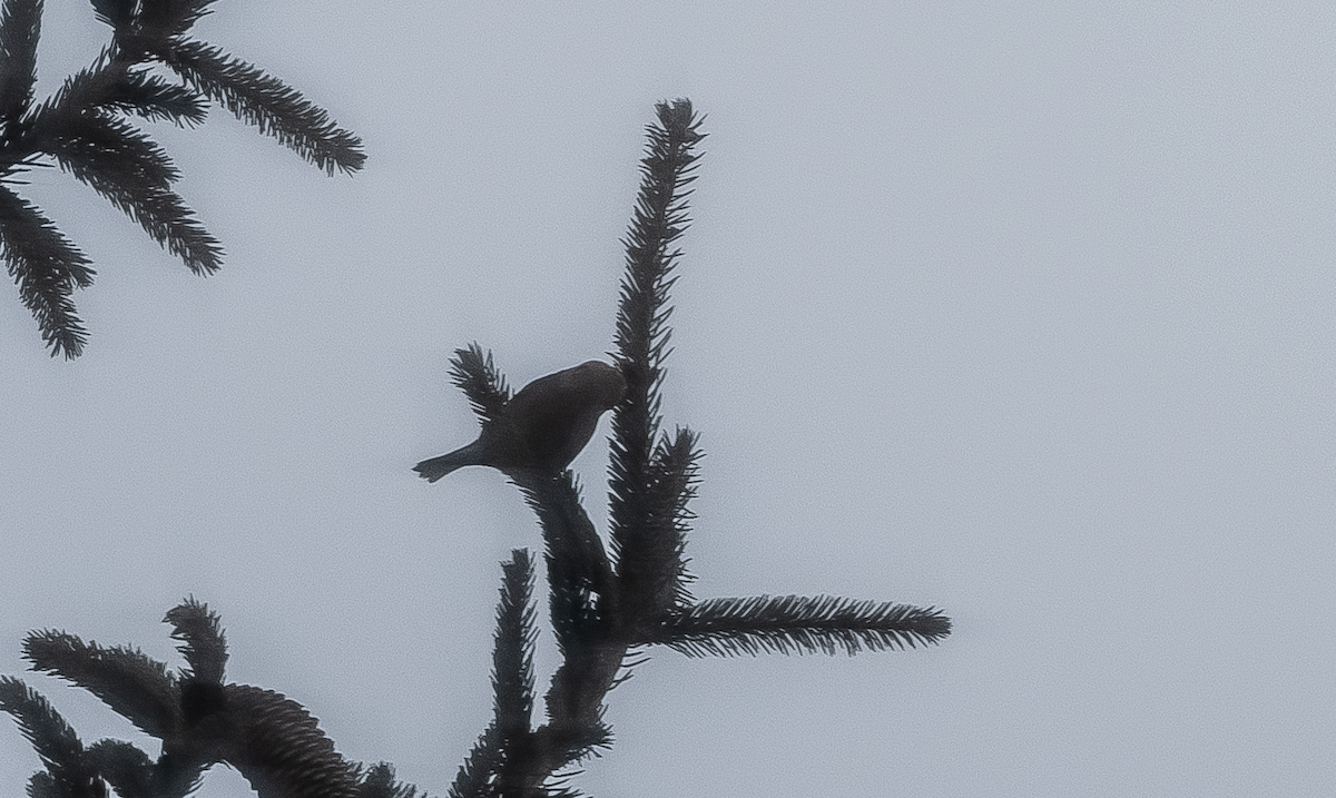 White-winged Crossbill - ML436528411