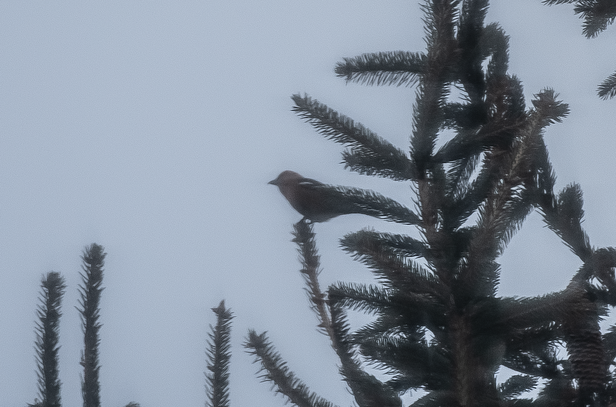 White-winged Crossbill - ML436528611