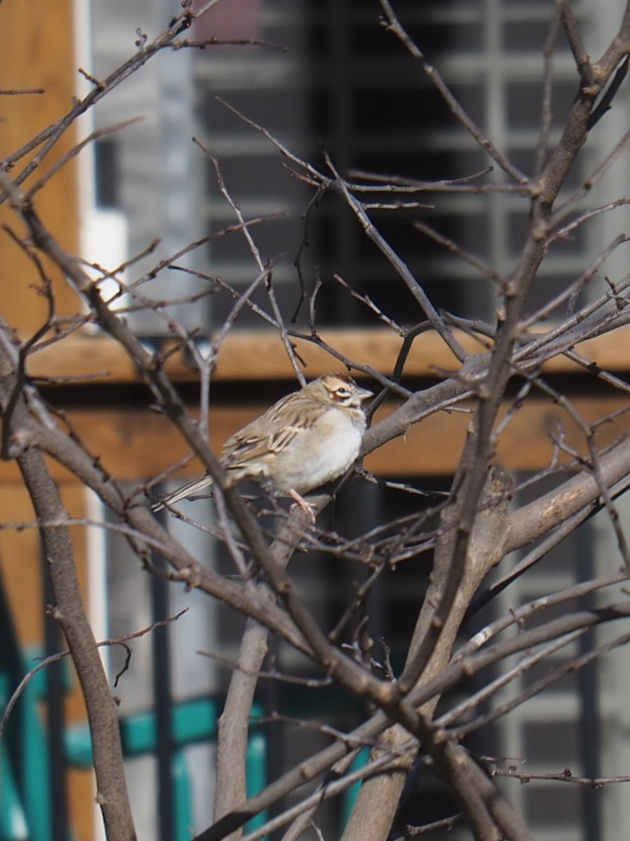 Lark Sparrow - ML436530351