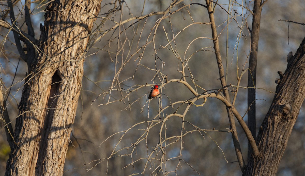 Vermilion Flycatcher - ML436531071