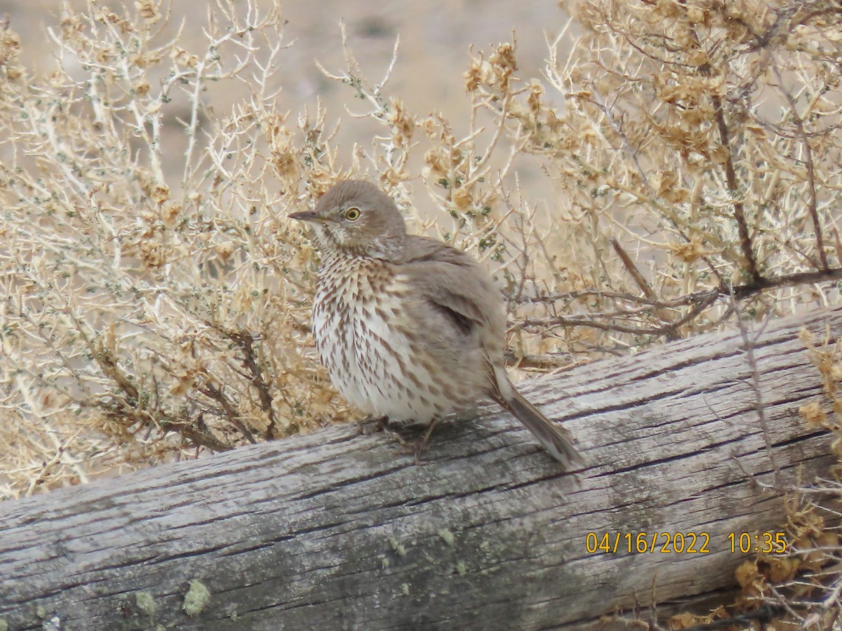 Sage Thrasher - ML436531161