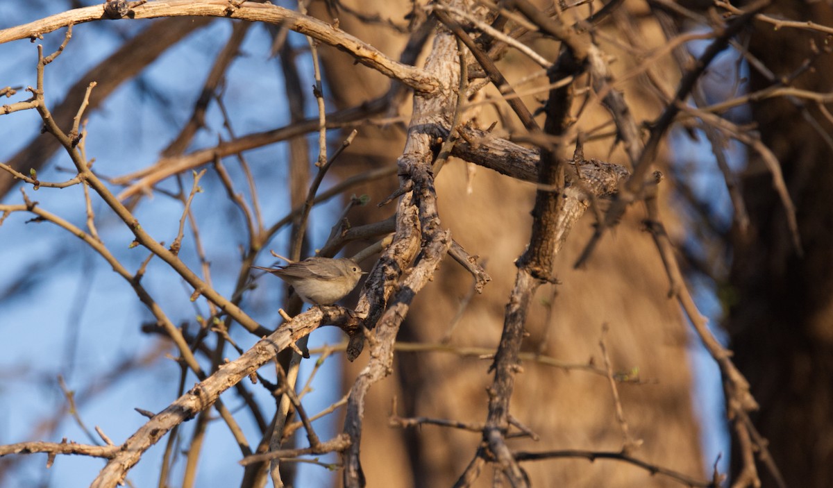 Lucy's Warbler - ML436531491