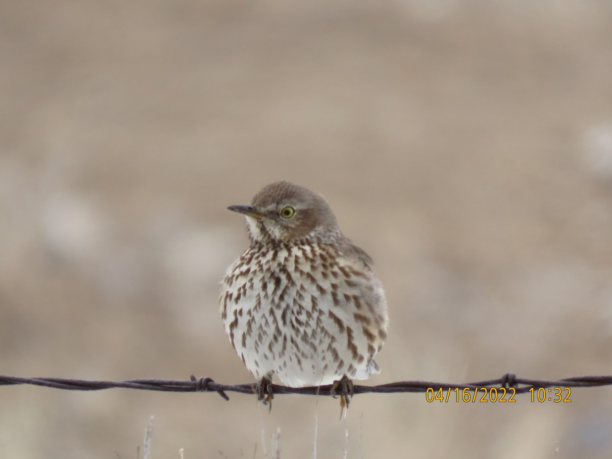 Sage Thrasher - ML436531621