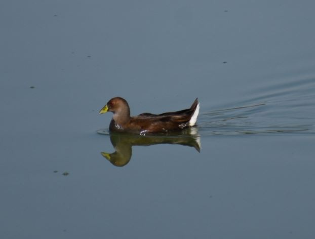 Gallinule à face noire - ML436535871