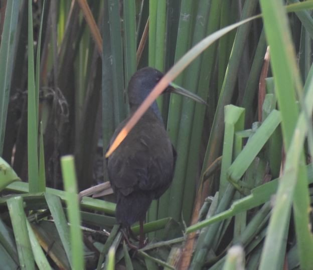 Plumbeous Rail - ML436535901