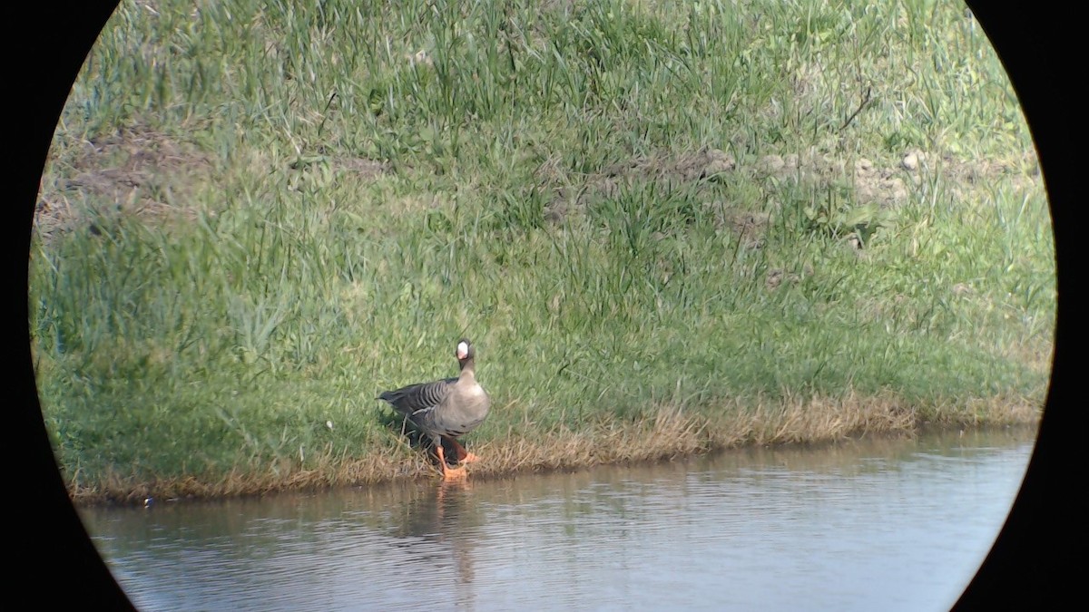 Greater White-fronted Goose - ML436537011