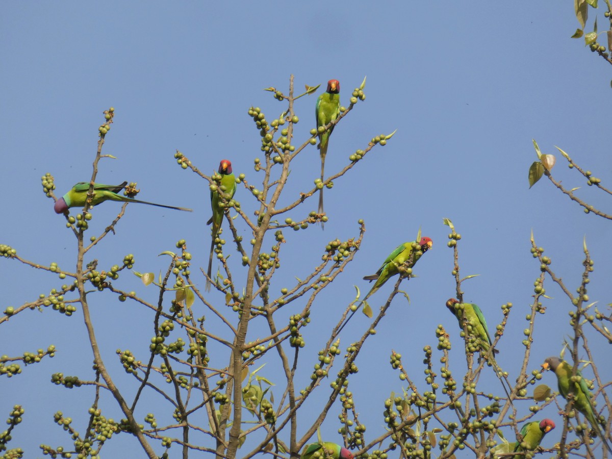 Plum-headed Parakeet - ML436538651