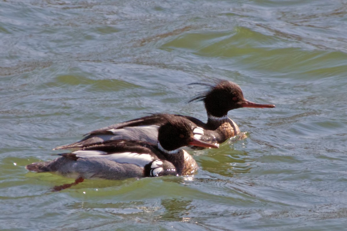 Red-breasted Merganser - ML436539191