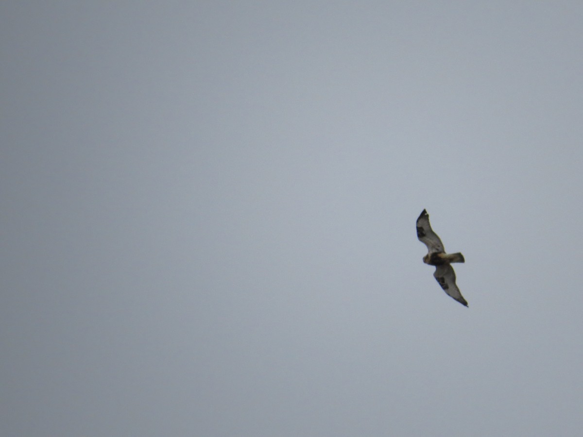 Тарлан сар - ML43653921