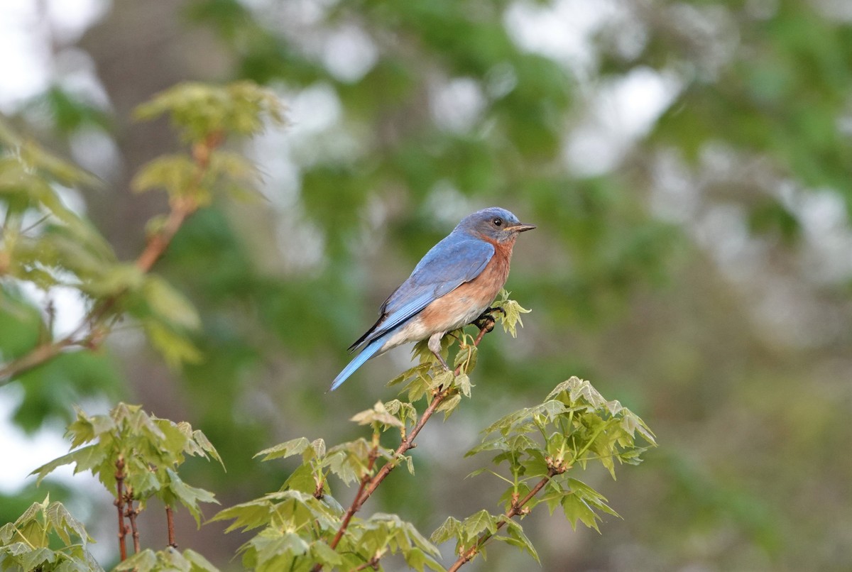 Eastern Bluebird - ML436540711