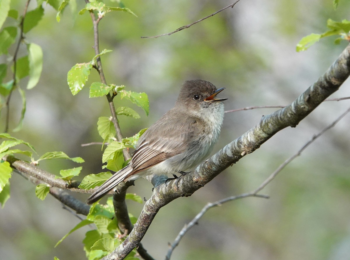 Eastern Phoebe - ML436540831
