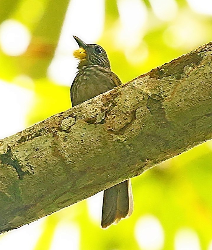 Western Bearded-Greenbul - ML436540841