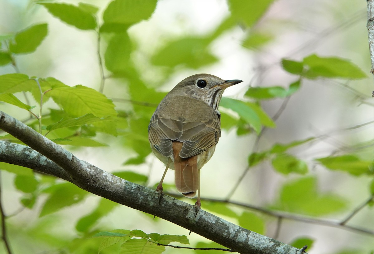 Hermit Thrush - ML436541121