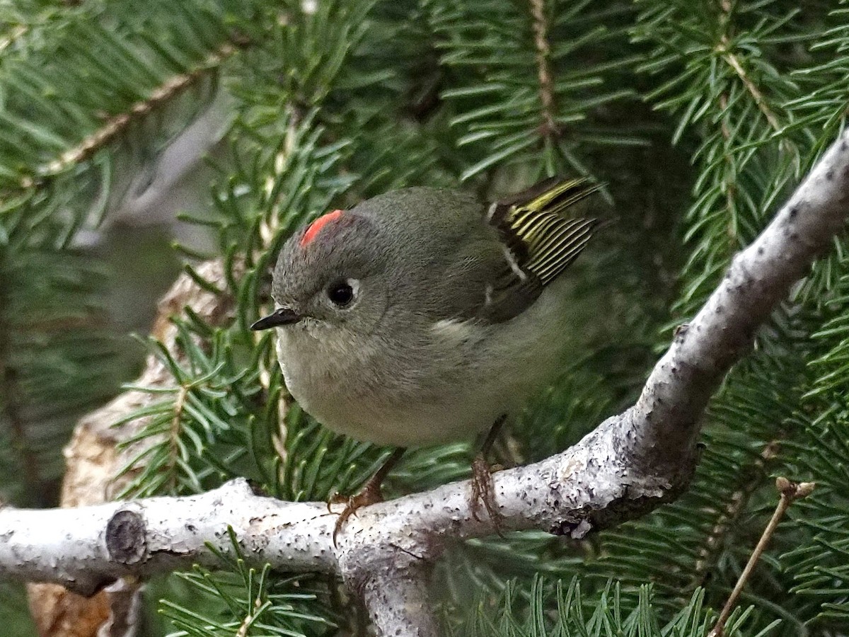 Ruby-crowned Kinglet - ML436541861