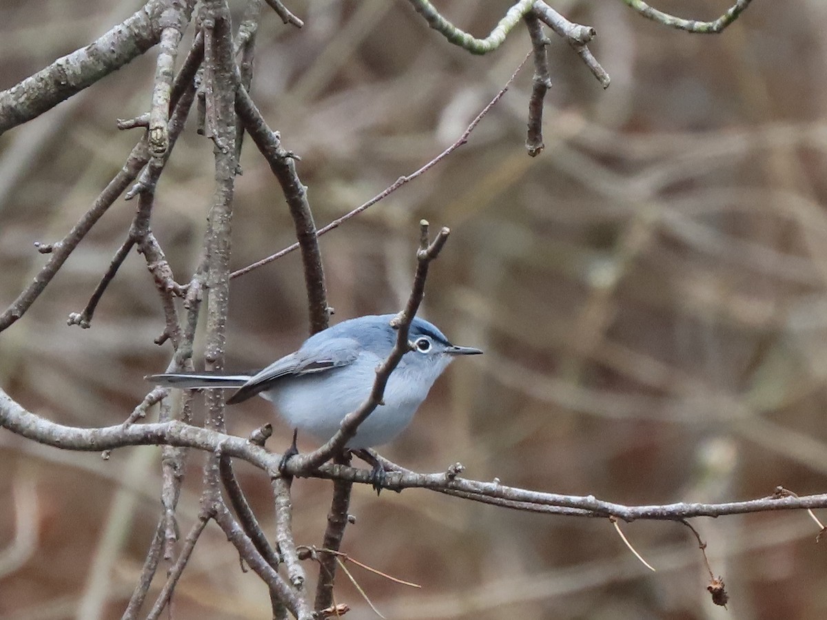 Blue-gray Gnatcatcher - ML436542361