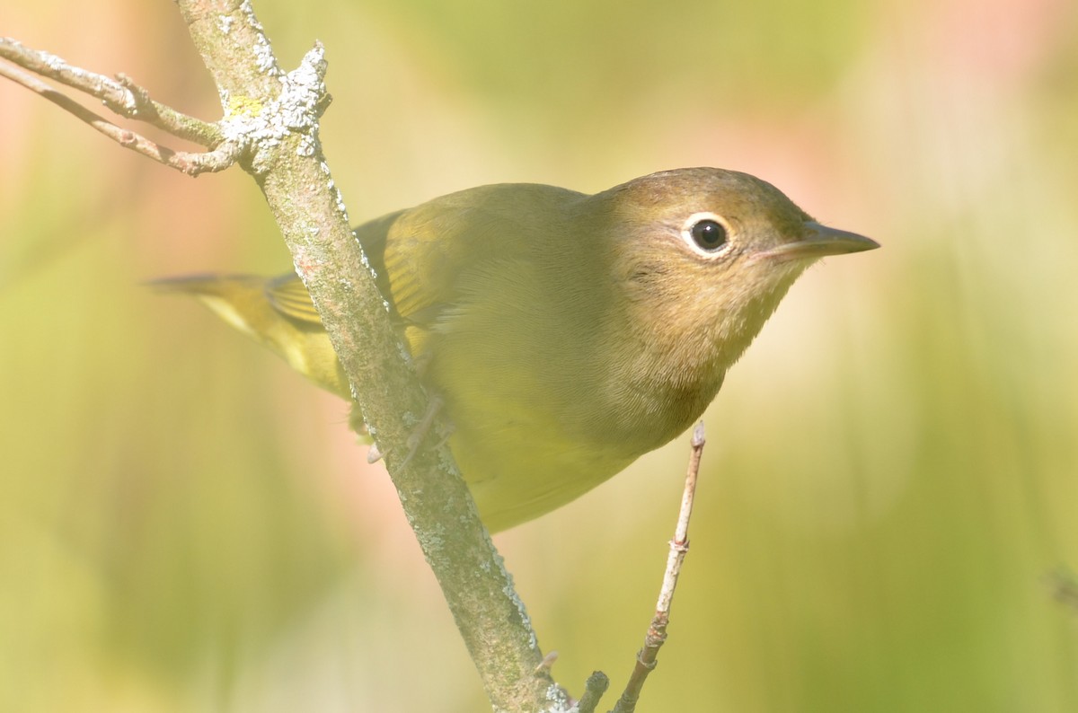 Connecticut Warbler - ML436542821