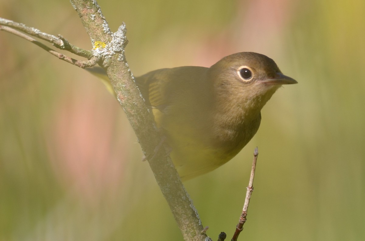 markparula - ML436542831