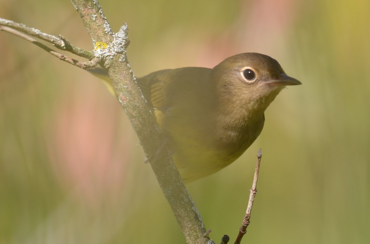 Connecticut Warbler - ML436542831