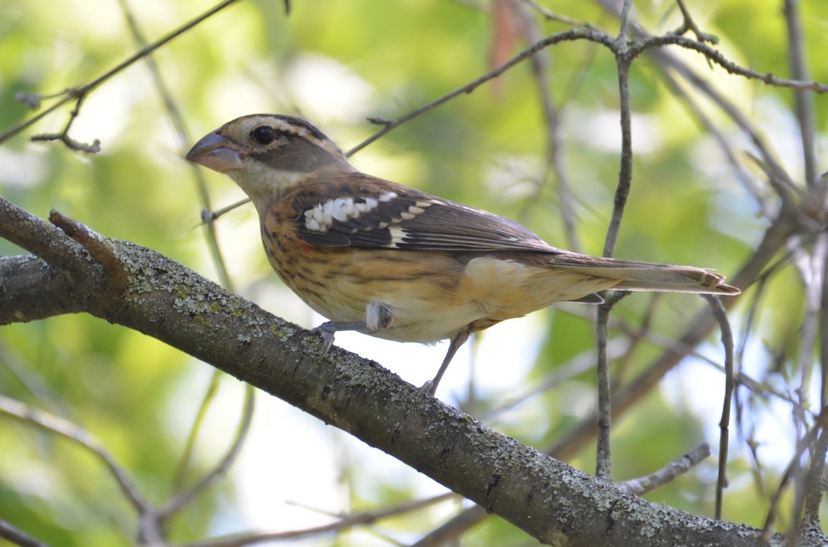 Rose-breasted Grosbeak - ML436542871