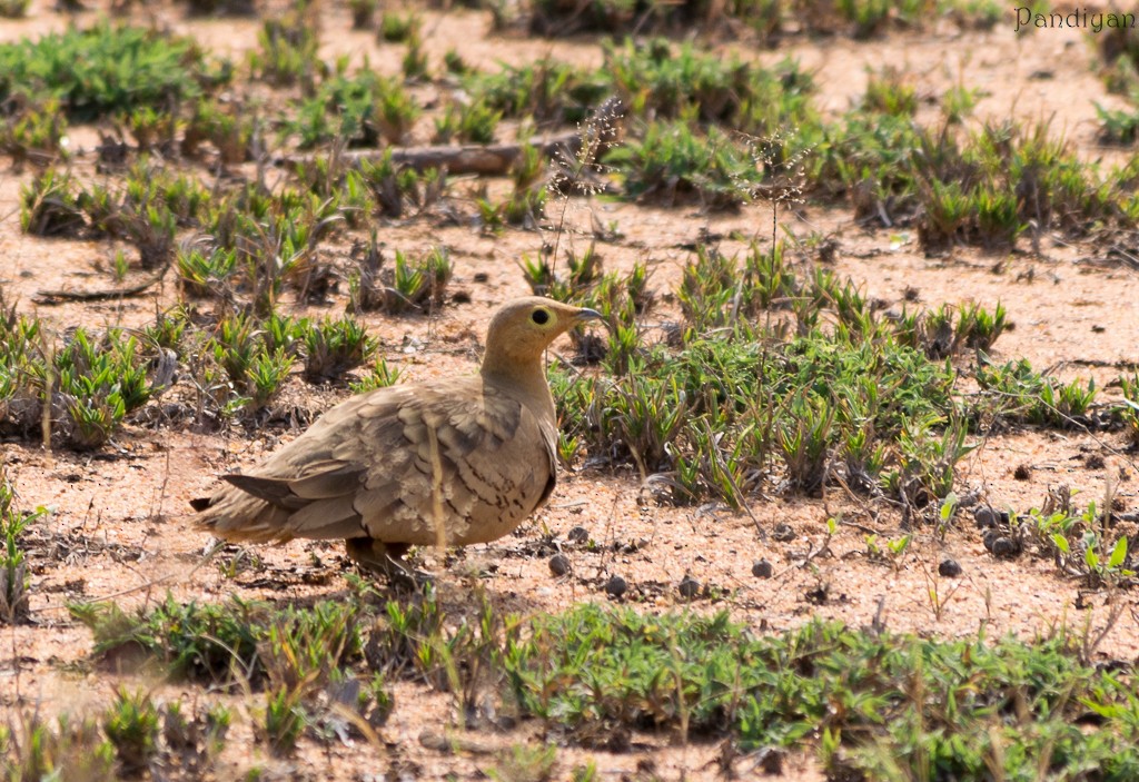 Chestnut-bellied Sandgrouse - ML436543941