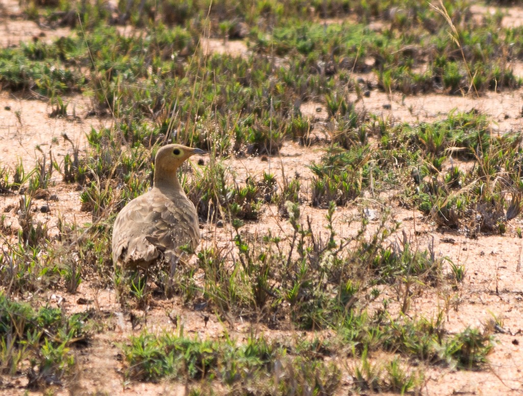Chestnut-bellied Sandgrouse - ML436543951