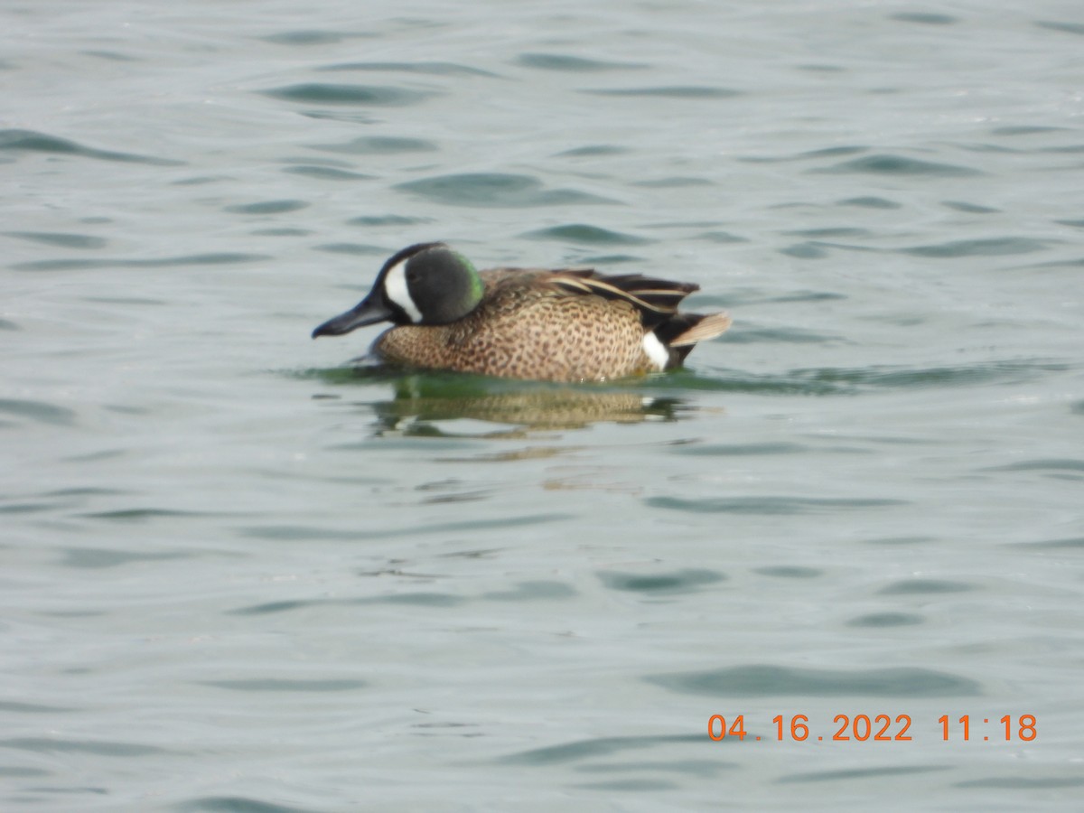 Blue-winged Teal - ML436544191