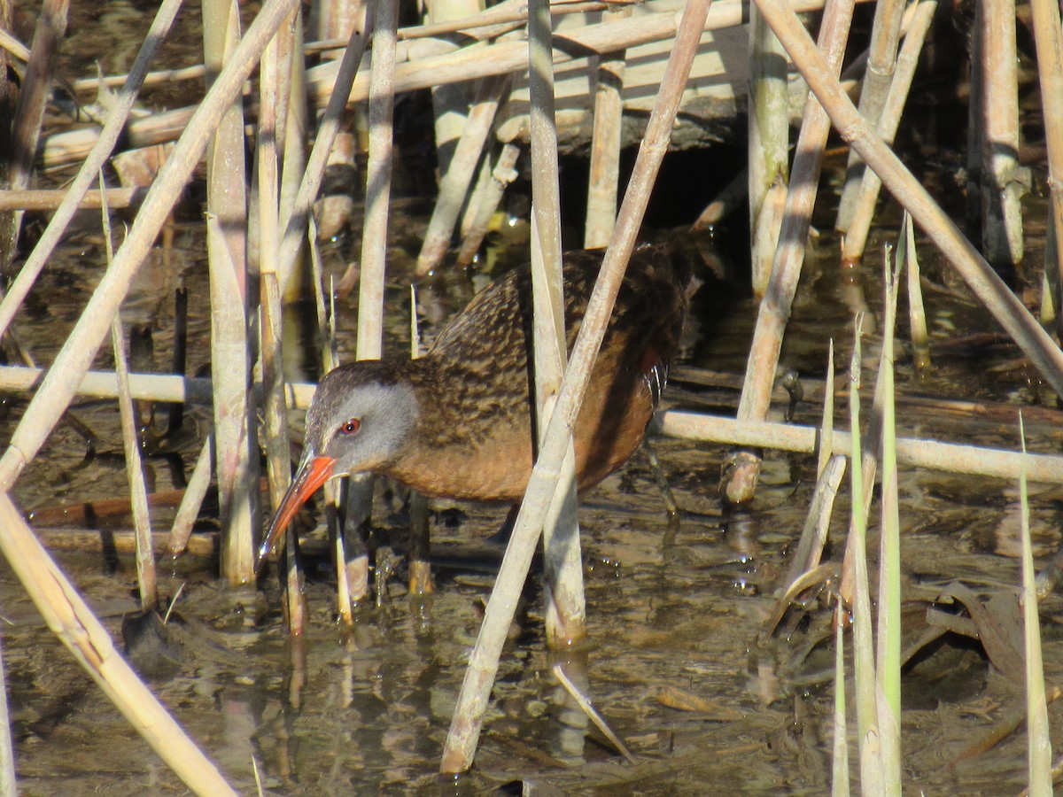 Virginia Rail - ML436544231