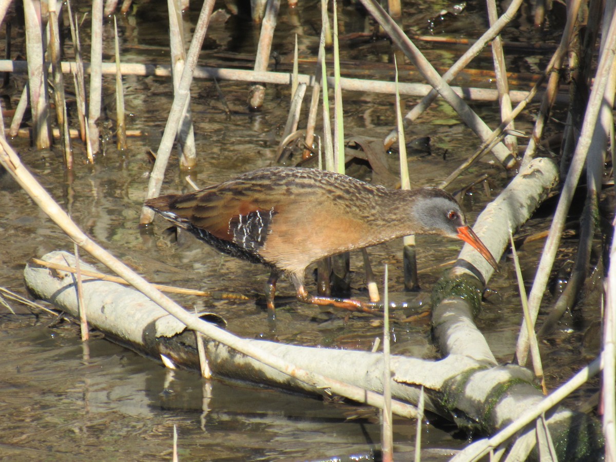 Virginia Rail - ML436544241